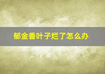 郁金香叶子烂了怎么办