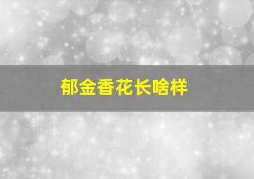 郁金香花长啥样