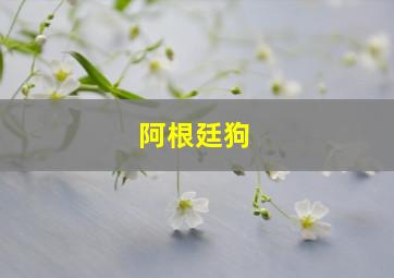 阿根廷狗