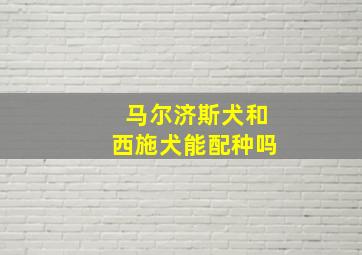 马尔济斯犬和西施犬能配种吗