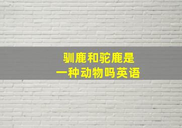 驯鹿和驼鹿是一种动物吗英语