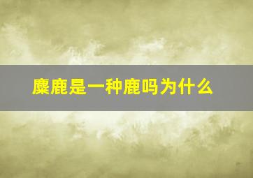 麋鹿是一种鹿吗为什么