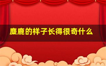 麋鹿的样子长得很奇什么