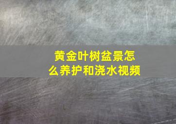 黄金叶树盆景怎么养护和浇水视频