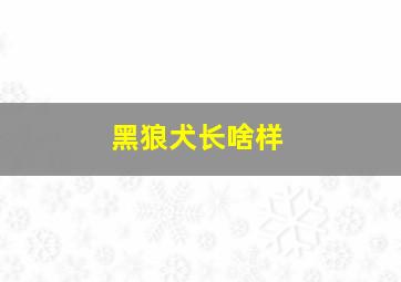 黑狼犬长啥样